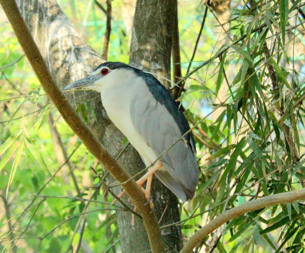 Black-crowned night heron