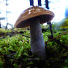 Cortinarius Mushroom