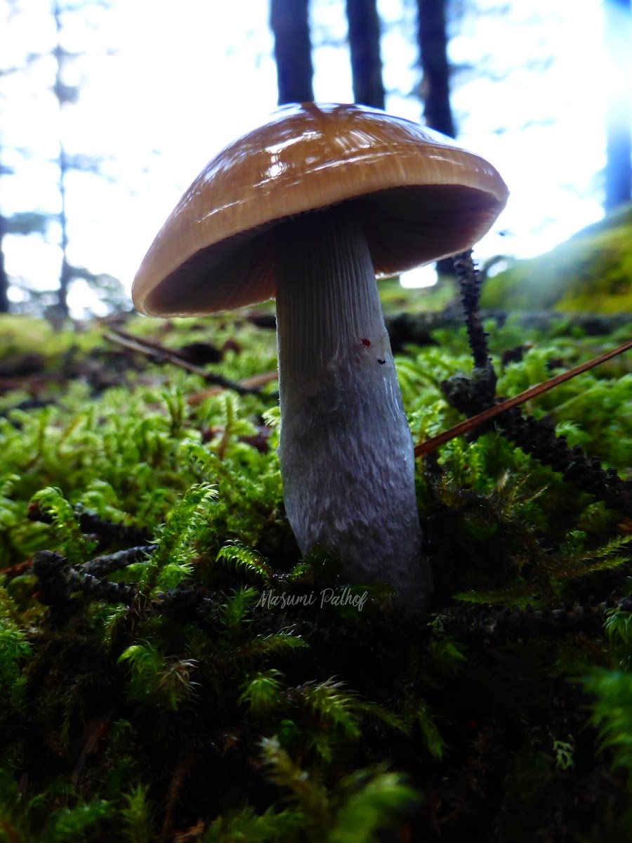 Cortinarius Mushroom