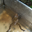 Philippine Toad