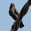 Spotless Starling; Estornino Negro