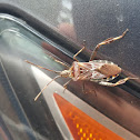 Western Conifer Seed Bug