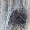 Barn Spider