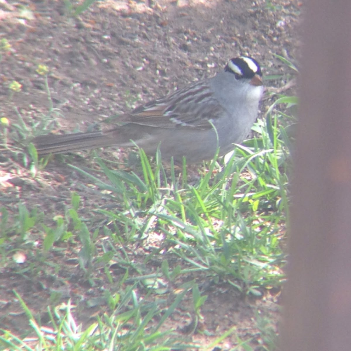 White-crowned Sparrow