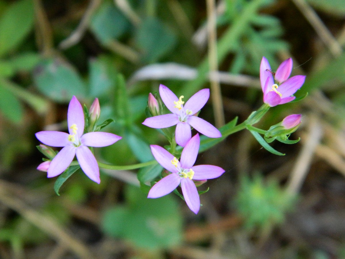 Common centaury (Κενταύριο το ερυθρό)