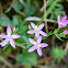 Common centaury (Κενταύριο το ερυθρό)