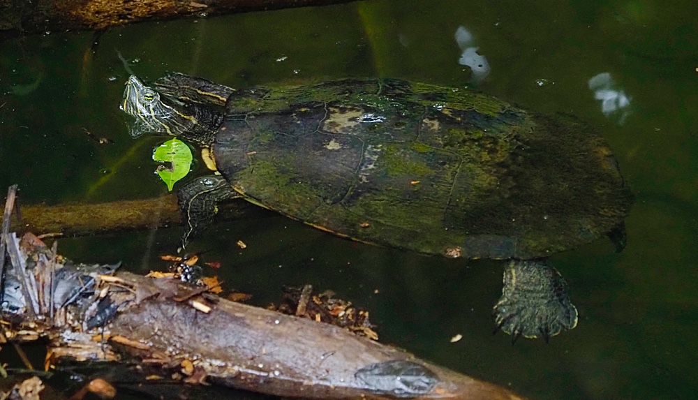 Tortuga (Pond slider)