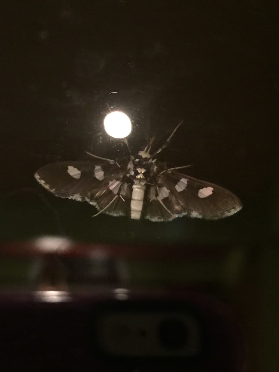 Unknown moth