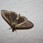 Box Tree Moth