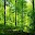 Forest Wallpapers HD Download on Windows
