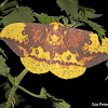 Imperial Moth