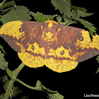 Imperial Moth