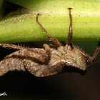 Leafhopper