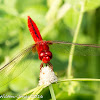 Oriental Scarlet