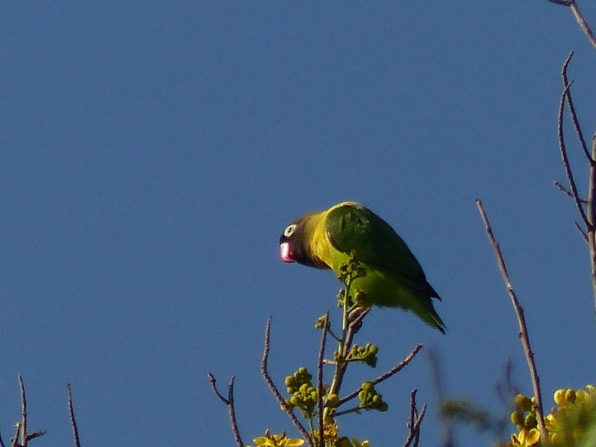 yellow collared lovebird