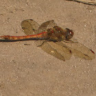 Common darter - male