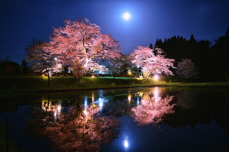 CX-5の桜と愛車・桜とコラボ・夜桜・千葉の撮影スポット・千葉ドライブスポットに関するカスタム事例の投稿画像7枚目