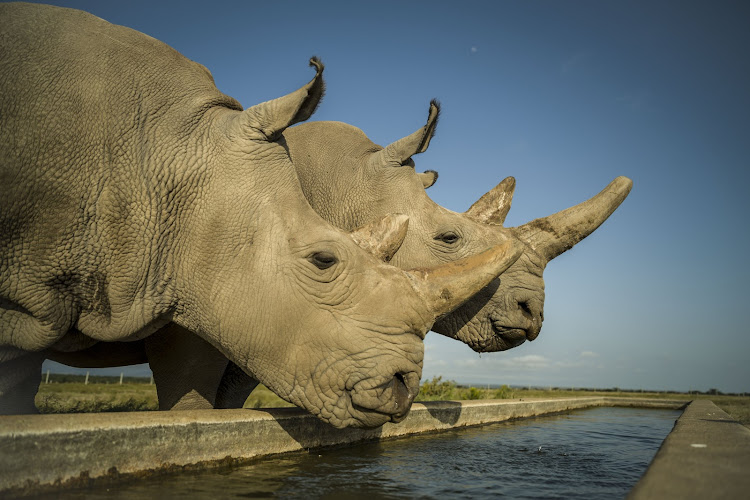 The last two northern white rhinos Najin and Fatu