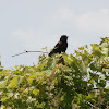 Red-winged Blackbird