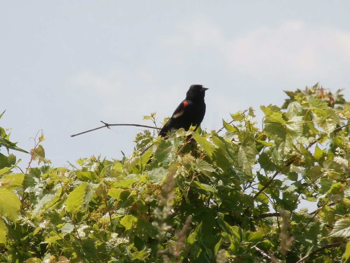 Red-winged Blackbird