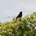 Red-winged Blackbird