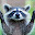 Raccoon Wallpaper for New Tab