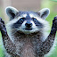 Raccoon Wallpaper for New Tab