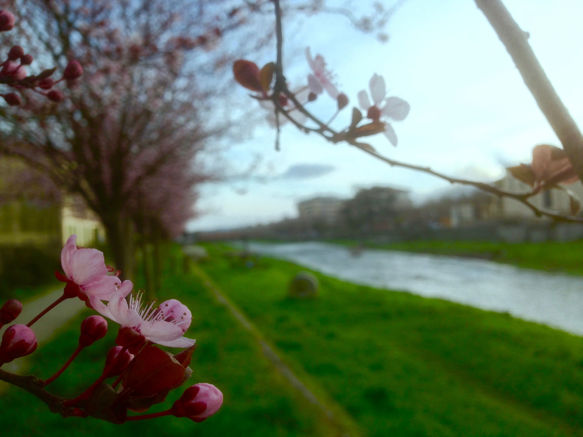 Si Sveglia La Primavera di Elithium