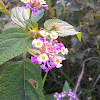 Lantana