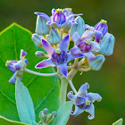 Crown Flower, Giant Indian Milkweed, Ivory Plant