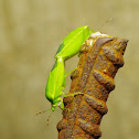 Green shield bug