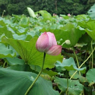 中原福州乾麵