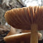 Pluteus