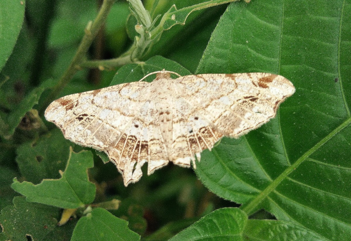 Geometer moth