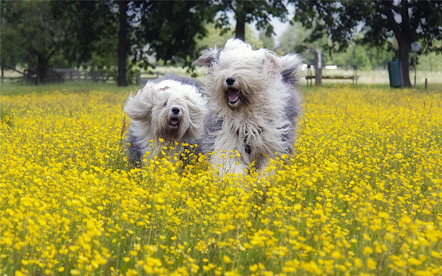 Old English Sheepdog Themes & New Tab