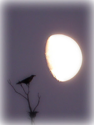 LA LUNA E I CORVI di PhotoLoris