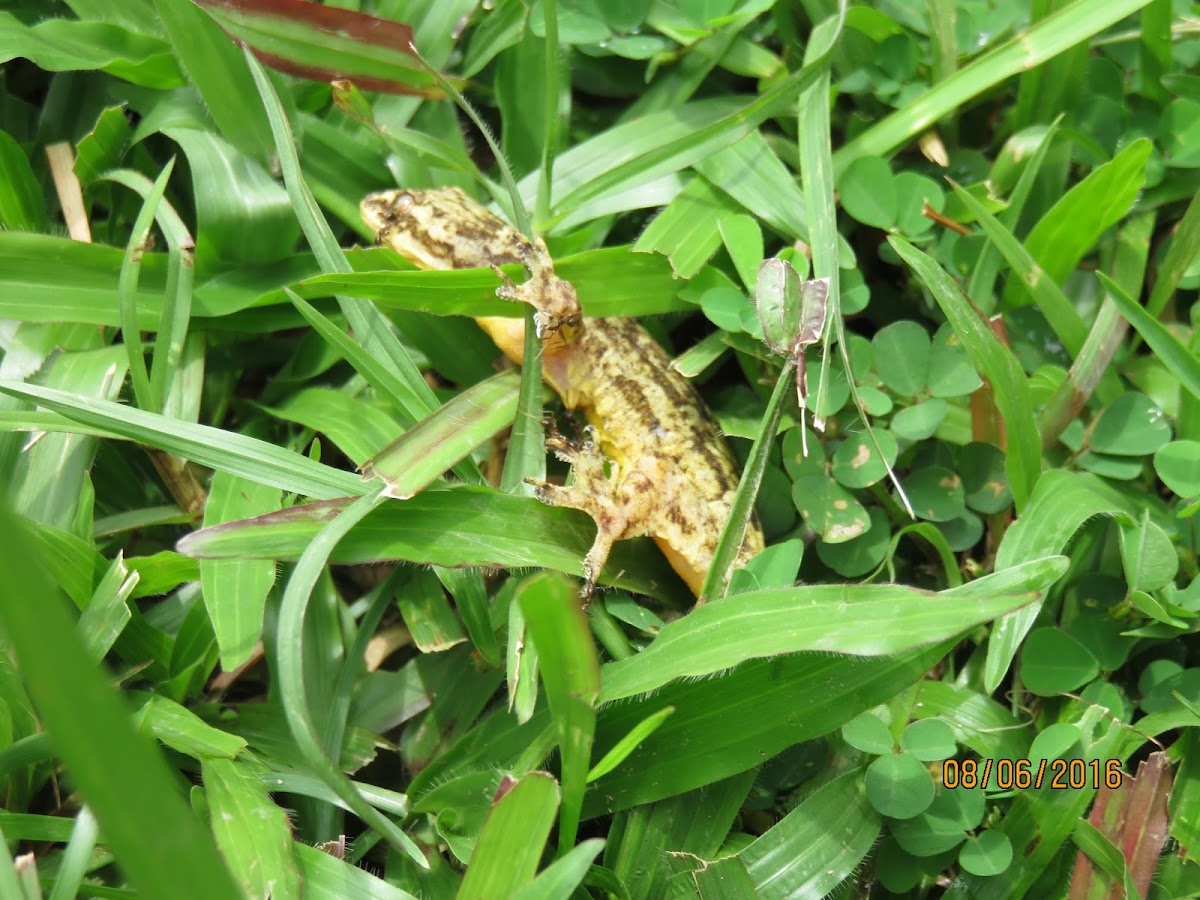 Bent-toe Gecko