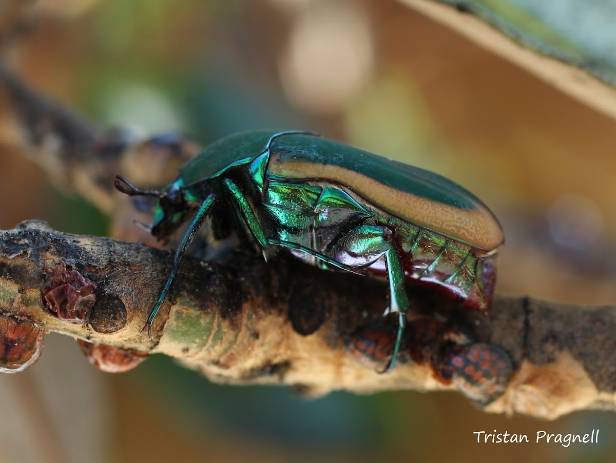 Green fruit beetle, or Fig beetle