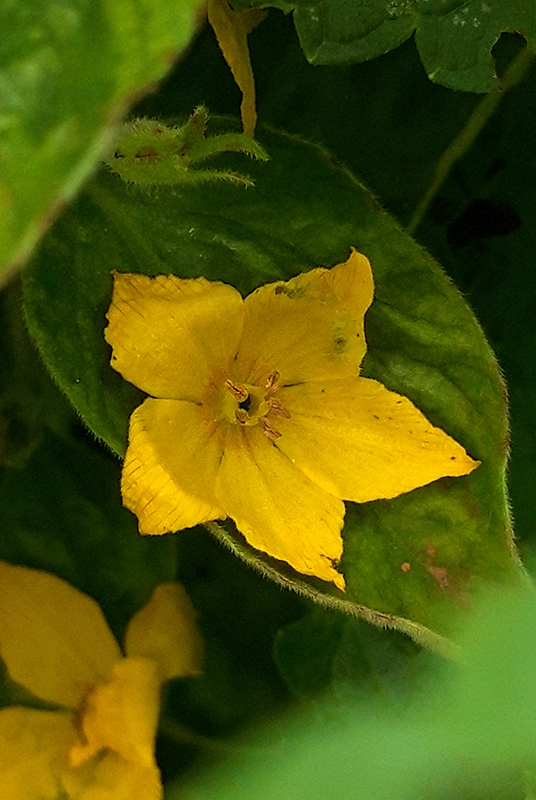 Dotted loosestrife