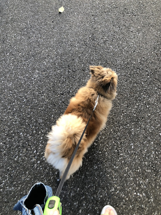 Nボックススラッシュの青スラ🚙💭💞・朝のお天気☀️.°・あさ散歩🐶💞に関するカスタム事例の投稿画像3枚目