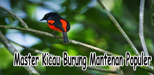 Master Kicau Burung Mantenan Populer On Windows Pc Download Free