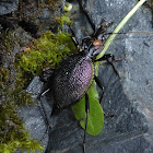 Snail-hunting Ground Beetle