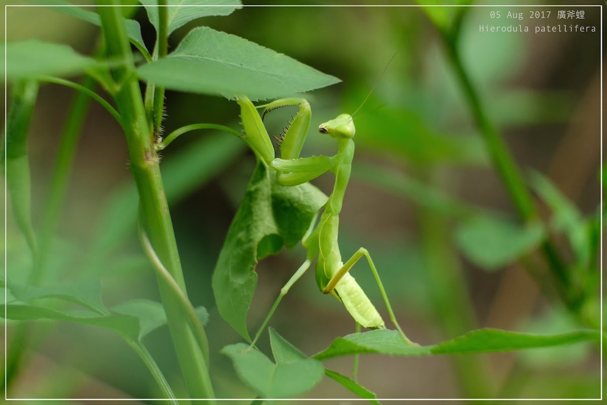 Hierodula patellifera 廣斧螳