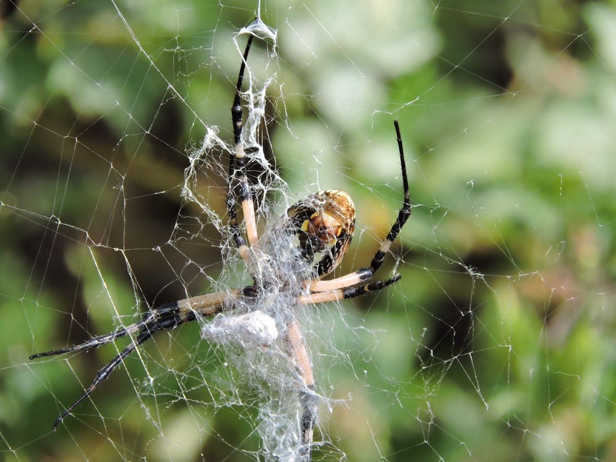 black and yellow garden spider