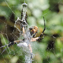 black and yellow garden spider