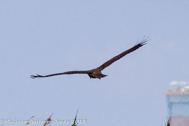 Marsh Harrier; Aguilucho Lagunero