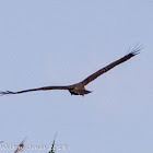 Marsh Harrier; Aguilucho Lagunero