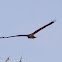 Marsh Harrier; Aguilucho Lagunero