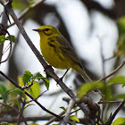 Prairie Warbler