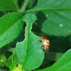 Case bearing leaf beetle